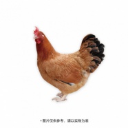 老沈的鸡原种土鸡小妃1.7-2斤